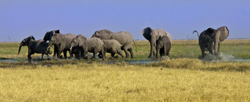 Camp Savuti - www.PhotoSafaris.travel