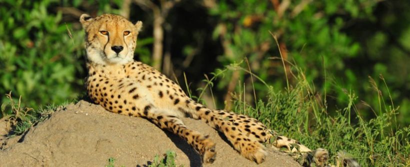 Cheetah Plains - www.PhotoSafaris.travel