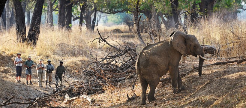 The Chikoko Trails Walking and Camping Safari in Zambia (Min. 3 Nights) - www.Photosafaris.travel