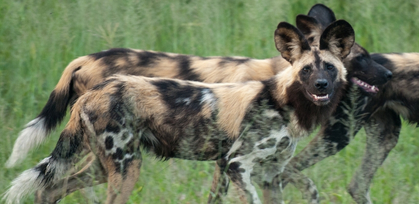 Chitabe Camp with Wilderness Safaris - www.PhotoSafaris.travel