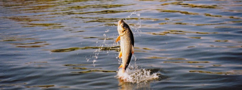 Chobe Chilwero Lodge, Chobe, Botswana - www.PhotoSafaris.travel