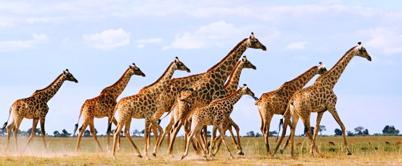 The Ultimate Family Safari with Desert and Delta Safaris in Botswana (9 Days) - www.PhotoSafaris.travel