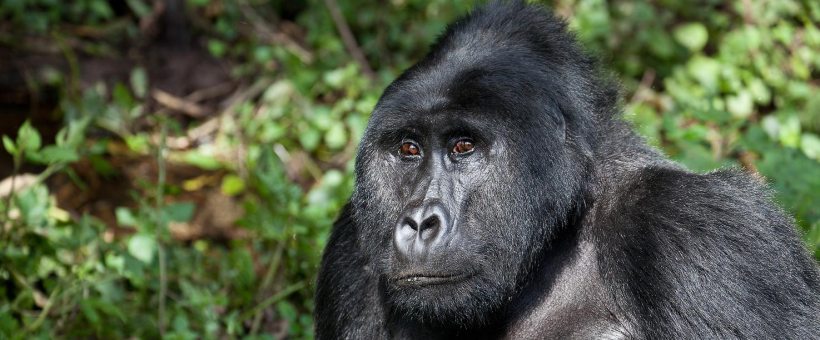 Clouds Mountain Gorilla Lodge, Uganda - www.PhotoSafaris.travel