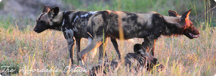 Croc Valley Camp (South Luangwa National Park) Zambia  - www.PhotoSafaris.travel