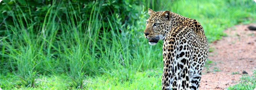 Croc Valley Camp (South Luangwa National Park) Zambia  - www.PhotoSafaris.travel