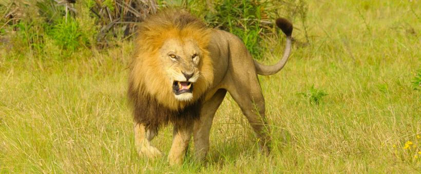 Duba Plains Camp (Okavango Delta) Botswana - www.PhotoSafaris.travel