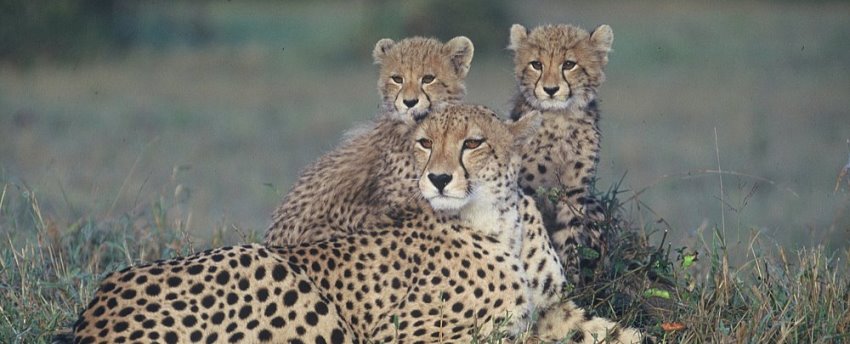 Dulini Lodge Cheetahs - www.PhotoSafaris.travel