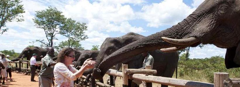 The Elephant Camp (Victoria Falls) Zimbabwe - www.PhotoSafaris.travel