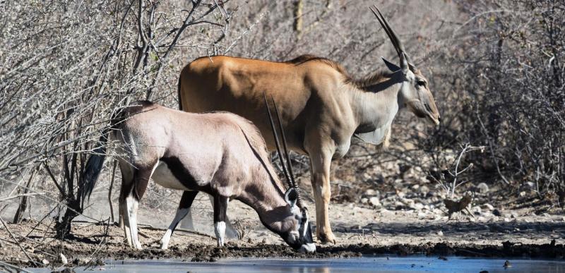 Journey Through Northern Namibia (7 Days) - www.PhotoSafaris.travel