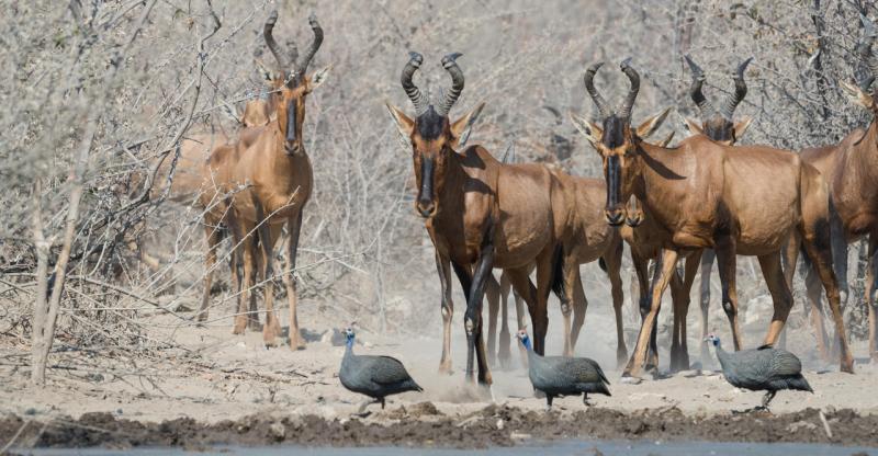 Safarihoek Lodge, Etosha, Namibia - www.PhotoSafaris.travel