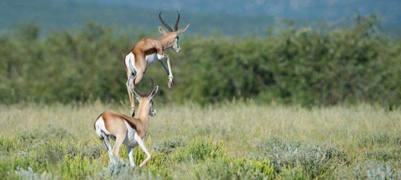 Safarihoek Lodge, Etosha, Namibia - www.PhotoSafaris.travel