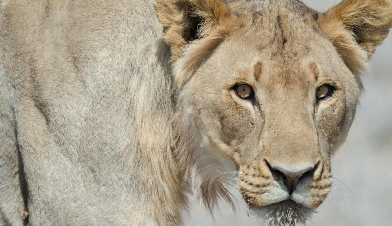 Safarihoek Lodge, Etosha, Namibia - www.PhotoSafaris.travel