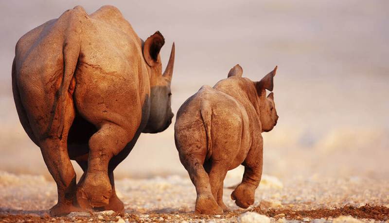 Safarihoek Lodge, Etosha, Namibia - www.PhotoSafaris.travel