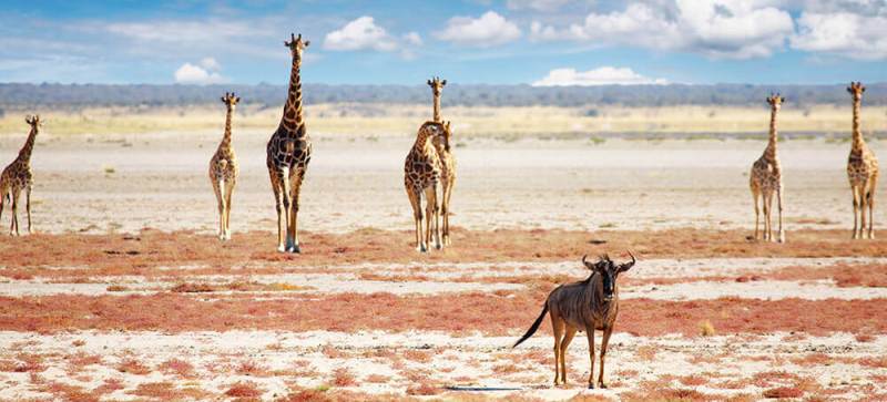 Journey Through Northern Namibia (7 Days) - www.PhotoSafaris.travel