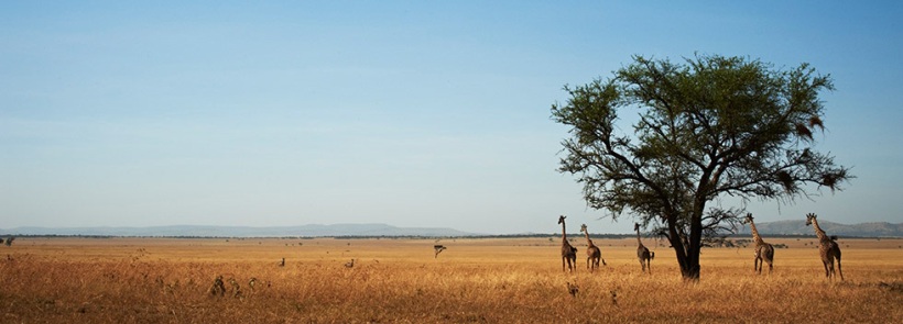 Faru Faru Lodge (Grumeti Game Reserve, Serengeti National Park) Tanzania - www.PhotoSafaris.travel