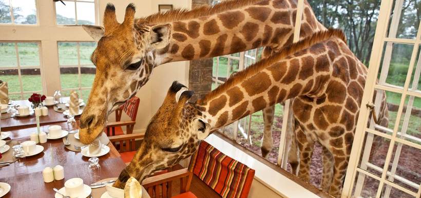 Giraffe Manor (Nairobi) - www.PhotoSafaris.travel