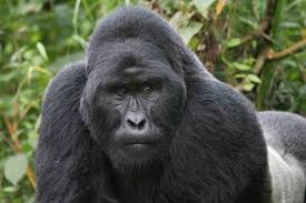 Undisturbed and Unspoilt Uganda - Gorilla Safaris in Africa - www.Photosafaris.travel