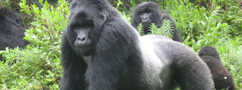 Gorillas through the Mist (4 Days) - www.PhotoSafaris.travel