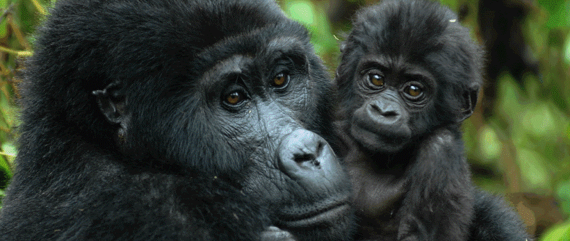 Ultimate Uganda Safari (13 Days) - www.Photosafaris.travel