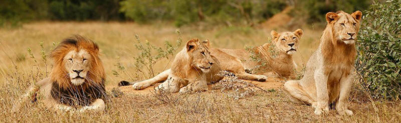 Hamiltons Tented Camp (Northern Kruger National Park, Limpopo Province) South Africa - www.PhotoSafaris.travel