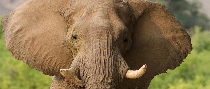 Hoanib Valley Camp (Skeleton Coast Park) Namibia - www.PhotoSafaris.travel