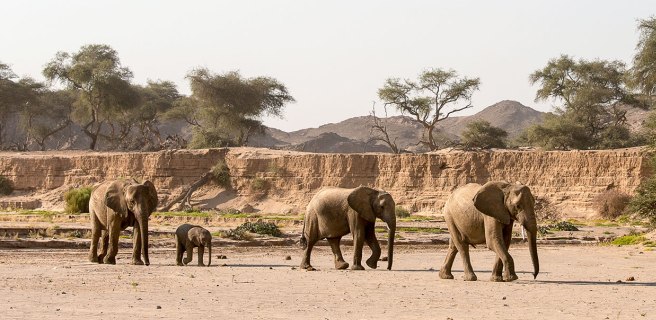 Hoanib River - Desert Elephants - www.PhotoSafaris.travel