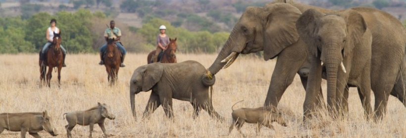 African Horseback Safaris - www.PhotoSafaris.travel