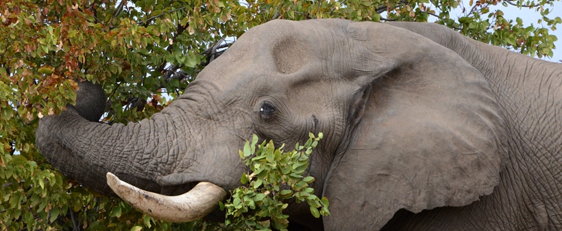 Hoyo Hoyo Tsonga Lodge (Northern Kruger National Park, Limpopo Province) South Africa - www.PhotoSafaris.travel