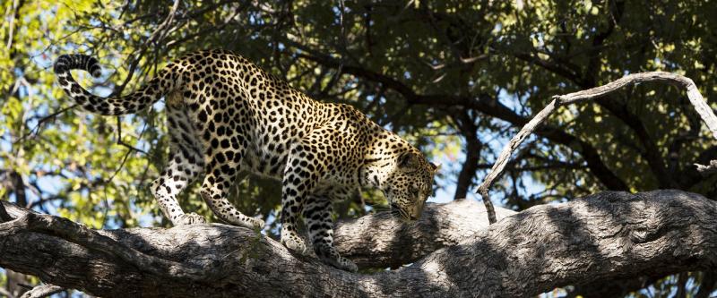 Hyaena Pan Camp (Moremi Game Reserve) Botswana - www.PhotoSafaris.travel