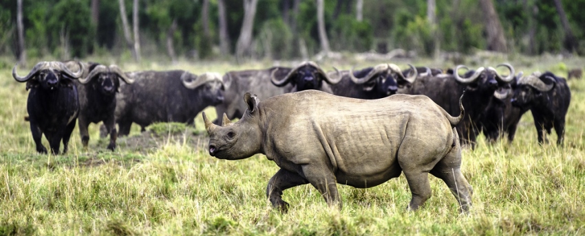 Governors' IL Moran Camp (Masai Mara) Kenya - www.PhotoSafaris.travel