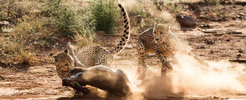 Impodimo Game Lodge (Madikwe Game Reserve) South Africa - www.PhotoSafaris.travel