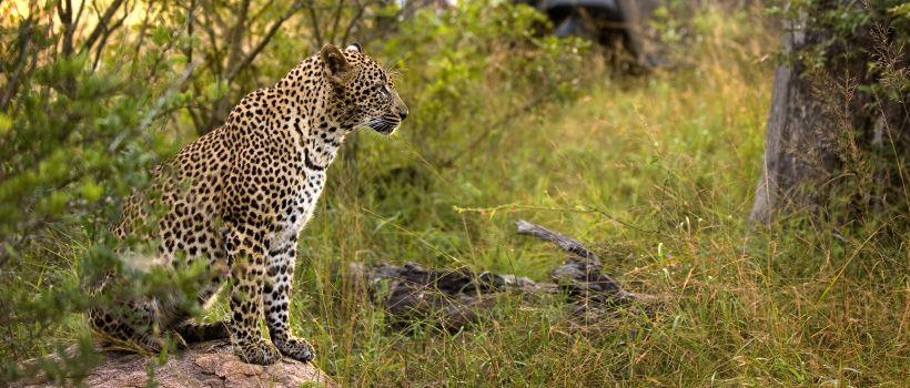 Lion Sands Ivory Lodge (Sabie Sand Game Reserve) South Africa - www.PhotoSafaris.travel