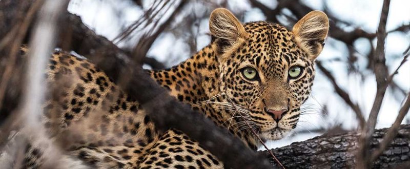 Jabali Ridge (Ruaha National Park) Tanzania - www.PhotoSafaris.travel