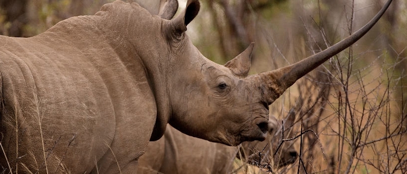 Jock Safari Lodge (Northern Kruger National Park, Limpopo Province) South Africa - www.PhotoSafaris.travel