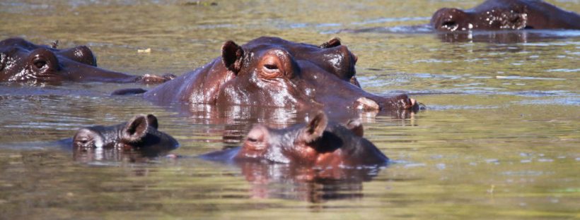 Kadizora Camp (Okavango Delta) Botswana - www.PhotoSafaris.travel