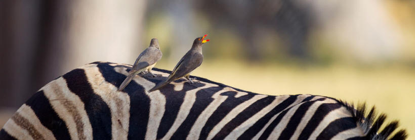 Kanana Camp (Okavango Delta) Botswana