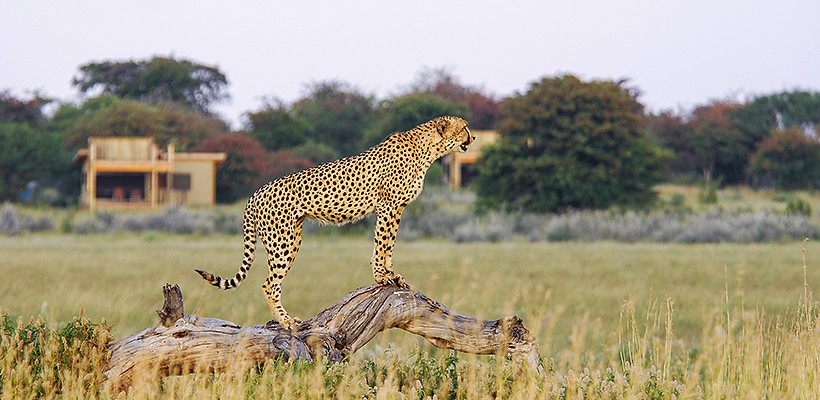 Kalahari Plains Camp (Wilderness Safaris) - www.PhotoSafaris.travel