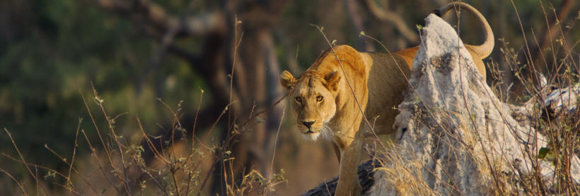 Kanana Camp (Okavango Delta) Botswana