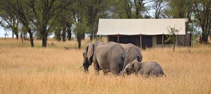 Kimondo Migration Camp (Serengeti Game Reserve) Tanzania - www.PhotoSafaris.travel