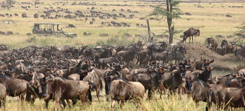 Kimondo Migration Camp (Serengeti Game Reserve) Tanzania - www.PhotoSafaris.travel