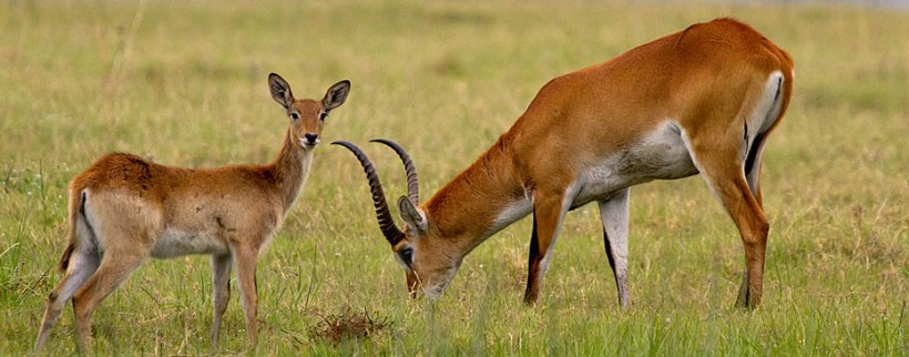 Kwando Lebala Camp (Kwando Reserve) Botswana - www.PhotoSafaris.travel