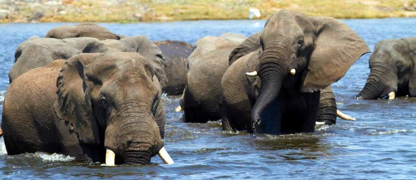 Kwando Lagoon Camp (Chobe / Linyanti Region) Botswana - www.PhotoSafaris.travel