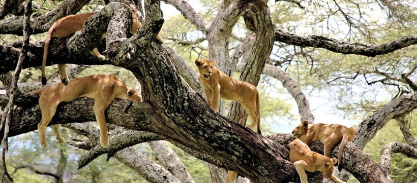 The Best of the North Safari -  Tanzania (8 Days) - www.PhotoSafaris.travel