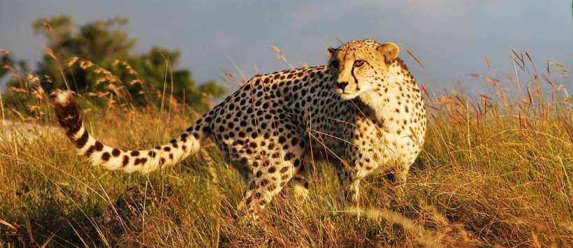 Lalibela Game Reserve (Eastern Cape) South Africa - www.PhotoSafaris.travel