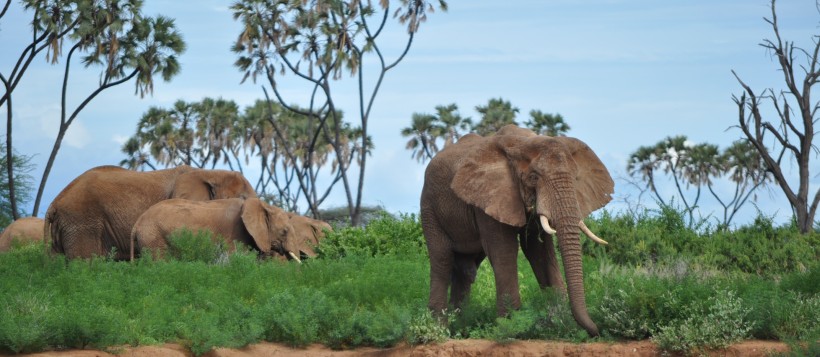 Larsens Camp (Samburu / Shaba Game Reserve) Kenya - www.PhotoSafaris.travel