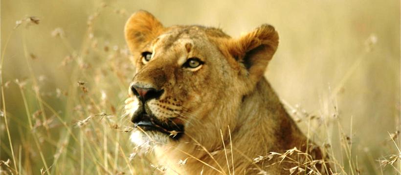 Lemala Ndutu Camp (Serengeti National Park) Tanzania -  www.PhotoSafaris.travel