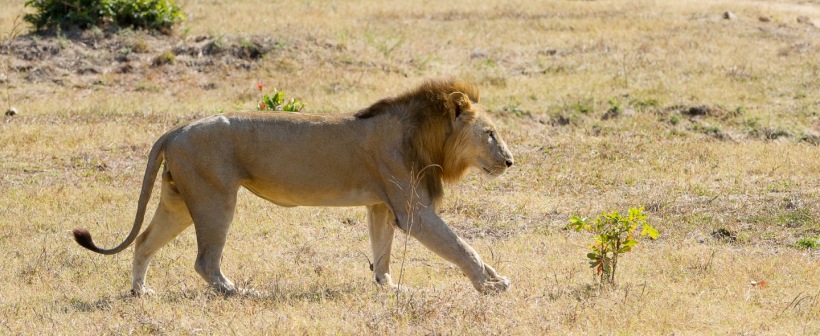 Lions Camp, South Luangwa - www.PhotoSafaris.travel