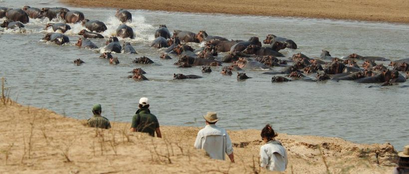 Lion Camp (South Luangwa National Park) Zambia - www.PhotoSafaris.travel