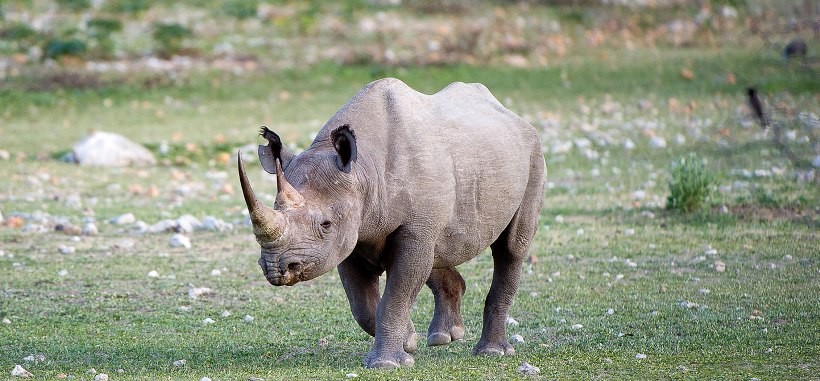 Little Ongava Lodge - www.PhotoSafaris.travel