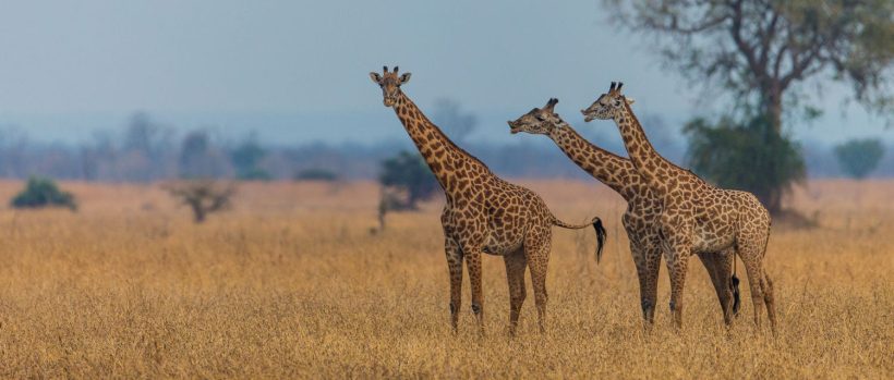 Luambe Camp (Luambe National Park) Zambia - www.PhotoSafaris.travel